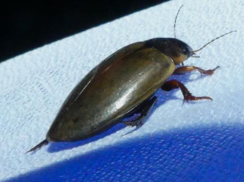 Colymbetes fuscus